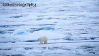 Polar Bear in the pack ice Spitsbergen