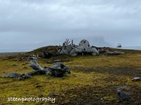 Spitsbergen Gashamna skelet walvis